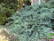 Можжевельник виргинский Грей Оул (Juniperus virg. Grey Owl) C12 50-60 