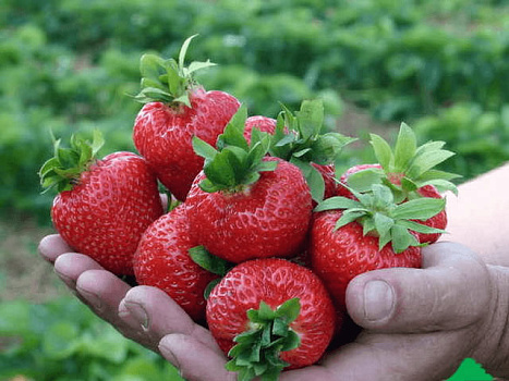 Земляника садовая (клубника) Кимберли (ранний)