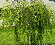 Берёза повислая Юнги (Betula pendula Youngii) С15 штамб 160-180