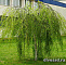 Берёза повислая Юнги (Betula pendula Youngii) С15 штамб 160-180