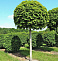 Клен остролистный Глобозум (Acer platanoides Globosum) 2-2,5м