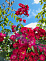 Роза кустовая Ленса Паганини (Paganini Lens)(саженец класса АА+) высший сорт