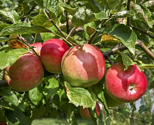 Яблоня Жигулевское (осеннее) 