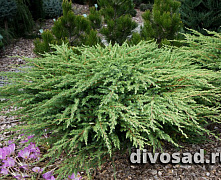 Можжевельник прибрежный Шлягер (Juniperus conferta Schlager) 30-35 см А