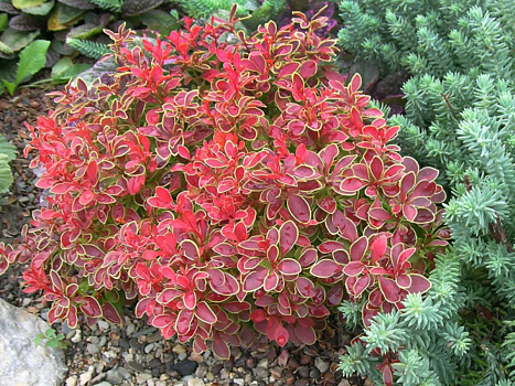 Барбарис тунберга Адмирейшн (Berberis thunbergii 'Admiration' PBR) С2 20-30см  Д