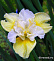 Ирис сибирский Йеллоу Тейл (Iris sibirica Yellow Tail)
