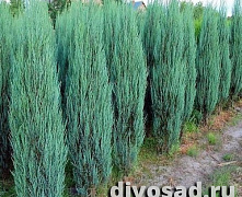 Можжевельник скальный Блю Арроу (Juniperus scop. Blue Arrow) C3 50-60 