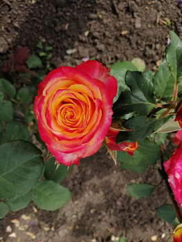 Роза ч/г Силантой (Silantoi Rose)