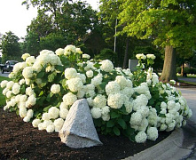 Гортензия древовидная Анабель (Hydrangea arborescens Annabelle) р9 П