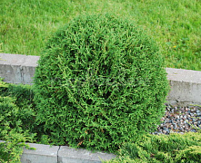 Туя западная Тини Тим (Thuja occ. Tiny Tim) С5 30-40 см В