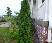 Туя западная Дегрут Спайр (Thuja occidentalis Degroot's Spire) С3 40-50 см