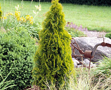 Туя западная Голден Смарагд  (Thuja occidentalis Golden Smaragd), 20-25см П