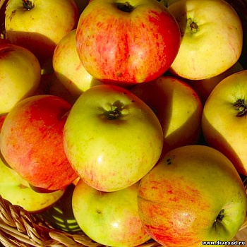 Яблоня Антоновка десертное (зимнее)