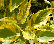 Дерен белый Гоучаулти (Cornus alba Gouchaultii) С3