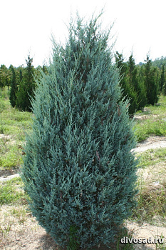 Можжевельник скальный Мунглоу (Juniperus scop. Moonglow) С5 60-80 см А