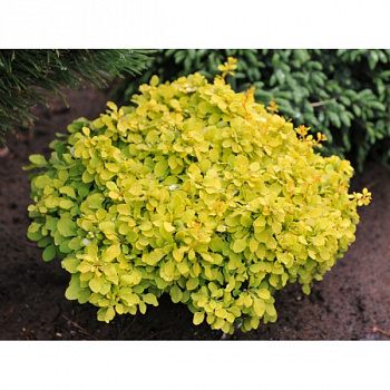 Барбарис Тунберга Тини Голд (Berberis thunbergii Tiny Gold) С2 15-20 
