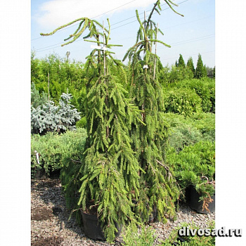 Ель обыкновенная Инверса (Picea abies Inversa) С2 40-50 см К