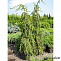 Ель обыкновенная Инверса (Picea abies Inversa) С2 40-50 см К