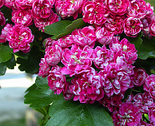 Боярышник колючий Пол Скарлет (Crataegus media Paul's Scarlet) С10 120см
