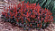 Барбарис тунберга Багатель (Berberis thunbergii Bagatelle) С2 10-15см