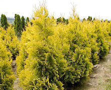 Туя западная Голден Брабант (Thuja occ. Golden Brabant) С3 20-25см П