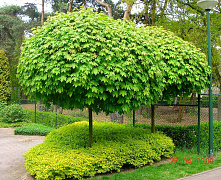 Клен остролистный Глобозум (Acer platanoides Globosum) (Б)