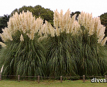 Кортадерия Селло (Пампасная трава) Пумила (Cortaderia selloana Pumila) С5