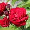 Роза флорибунда Европеана (Europeana)(саженец класса АА+) высший сорт