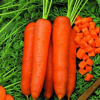 Морковь РОТЕ РИЗЕН (белый пакет)