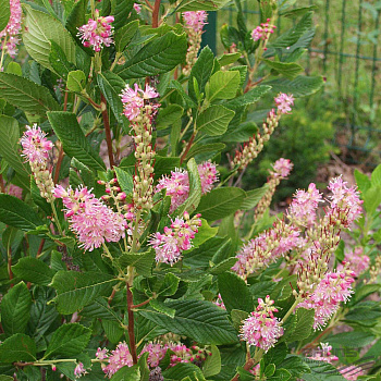Клетра ольхолистная Пинк Спайр(Clethra alnifolia Pink Spire ) 15-20 см р9