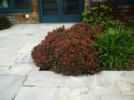 Барбарис тунберга Багатель (Berberis thunbergii Bagatelle) С2 10-15см