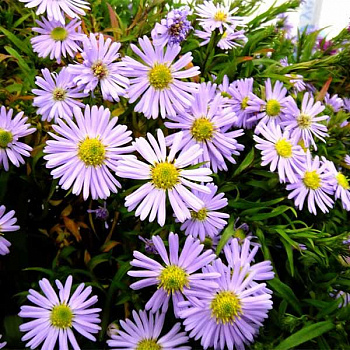 Астра новобельгийская Бриджит (Aster n.-b. Brigitte)