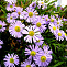 Астра новобельгийская Бриджит (Aster n.-b. Brigitte)
