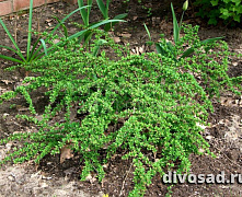 Барбарис тунберга Грин Карпет (Berberis thunbergii Green Carpet) С2 20-30 см