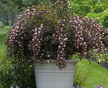 Пузыреплодник калинолистный Саммер Вайн ( Physocarpus opulifolius Summer Wine)  10-20 см