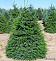 Ель сербская (Picea omorika) ком 210-230см М