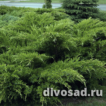 Можжевельник средний Пфитцериана Минт Джулеп (Juniperus pfitzeriana Mint Julep) C45 80-125 см.