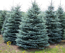 Ель колючая Глаука (Picea pungens Glauca) ком 80+ см К