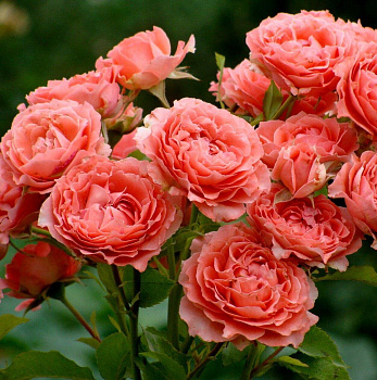 Роза Коралл Желе (Rosa Corail Gelee)