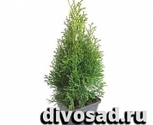 Туя западная Смарагд (Thuja occ. Smaragd) С2 40-60 см