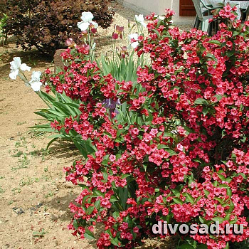 Вейгела цветущая Бристоль Руби (Weigela florida Bristol Ruby) 40-60 см 2/3 вет. А 