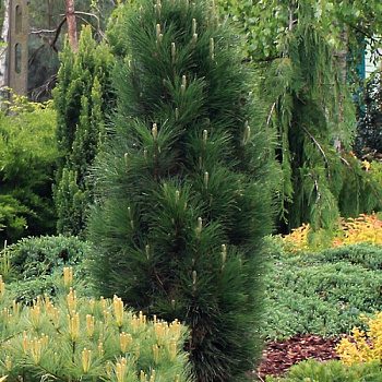 Сосна черная Грин Тауэр (Pinus nigra Green Tower) C3