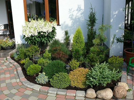 Туя западная Смарагд (Thuja occ. Smaragd) 140 - 160см Экстра