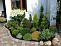 Туя западная Смарагд (Thuja occ. Smaragd) 140 - 160см Экстра