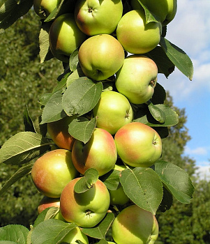 Яблоня колоновидная Гирлянда (осеннее)