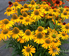 Эхинацея пурпурная Меллоу Йеллоу (Echinacea purpurea Mellow Yellows)С3