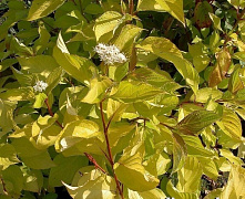 Дерен белый Ауреа (Cornus alba Aurea)