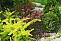 Барбарис тунберга Голден Карпет (Berberis thunbergii Golden Carpet)С2 20-30 С