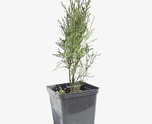 Можжевельник казацкий (Juniperus sabina) р9 П