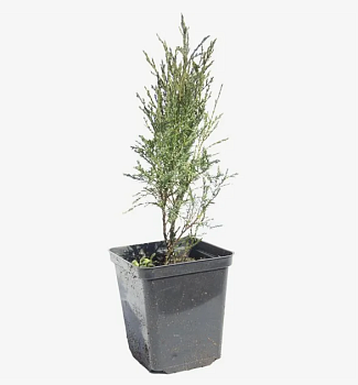 Можжевельник казацкий (Juniperus sabina) р9 П